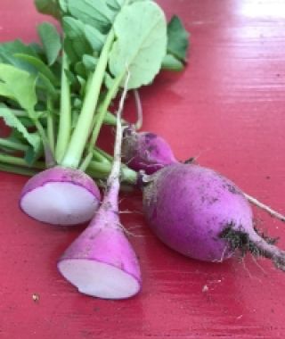 Purple Plum Radish