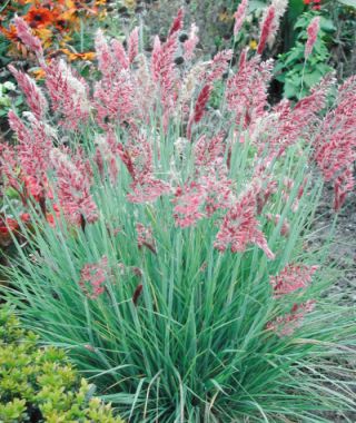 Savannah Ruby Grass