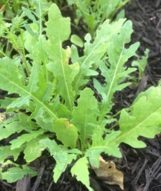 Rustic Arugula