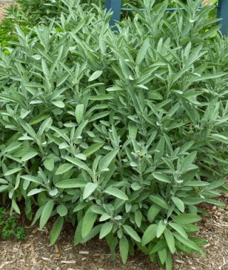 Extrakta Garden Sage