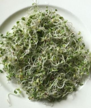 Broccoli Sprouting Seed