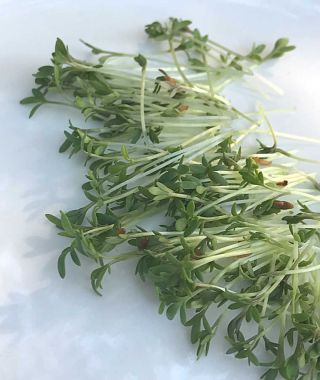 Curled Cress Sprouting Seeds