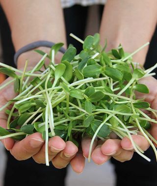 Black Oil Sunflower Sprouting Seeds