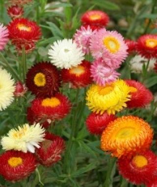 The Strawflower Mixture