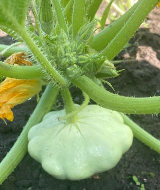 Bennings Green-Tint Pattypan Squash