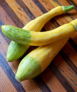 Zephyr Summer Squash