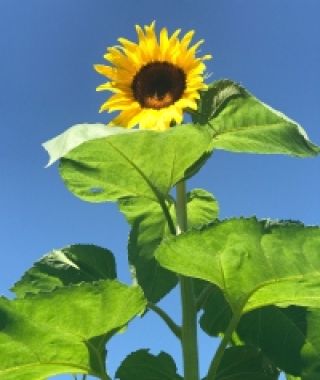 American Giant Sunflower