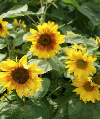 The Garden Gnome Dwarf Sunflower Mixture 