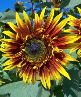 The Joker Sunflower