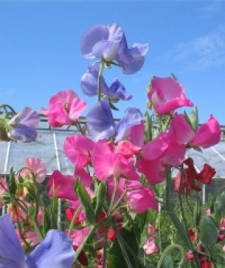 The Knee High Sweet Pea Mixture