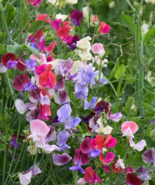 The Top-to-Bottom Sweet Pea Mixture