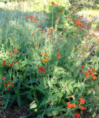 Red Tassel Flower 