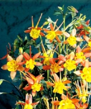 The Tequila Sunrise Columbine Mixture