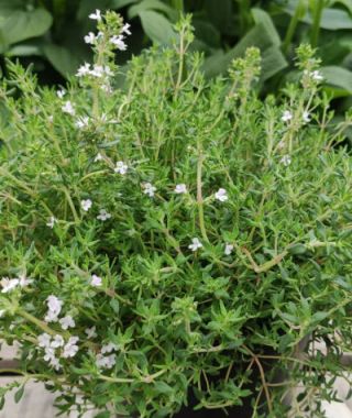 Orangelo Thyme