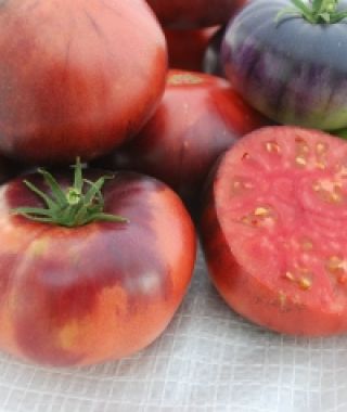 Indigo Blue Beauty Tomato