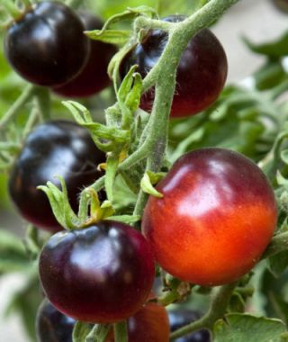 Indigo Rose Cherry Tomato