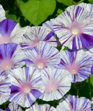 Venice Blue Morning Glory