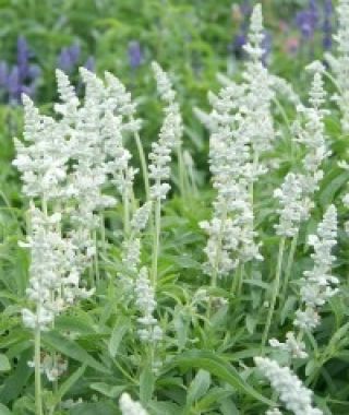 White Victoria Salvia