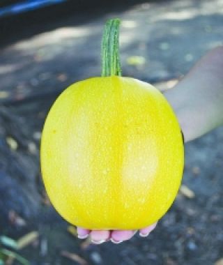 Angel Hair Spaghetti Squash