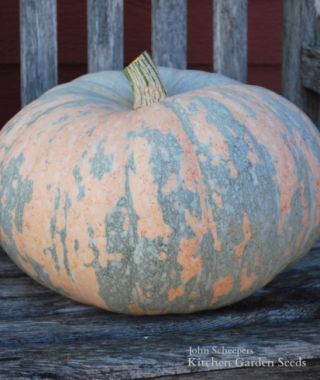 Iran Winter Squash 