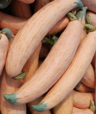 North Georgia Candy Roaster Squash