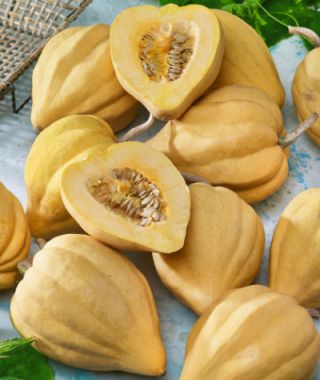 Thelma Sanders Acorn Squash 