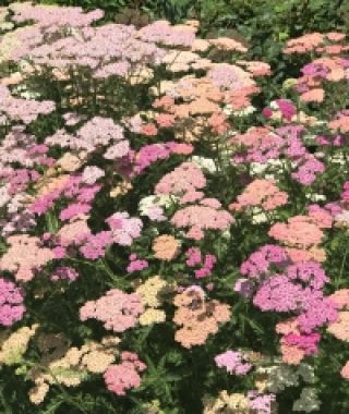 Summer Pastels Yarrow