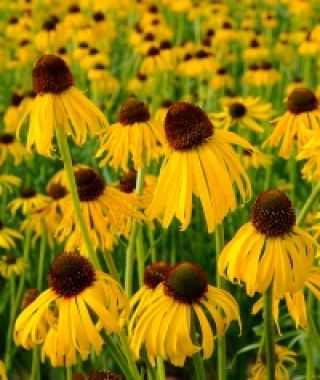 Yellow Coneflowers