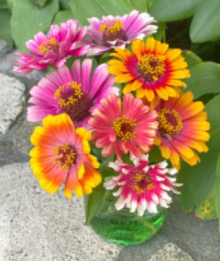 The Carousel Zinnia Mixture