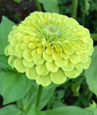 Lime-Green Giant-Almost-Dahlias Zinnia