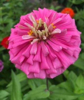 Bright Pink Giant-Almost-Dahlias Zinnia