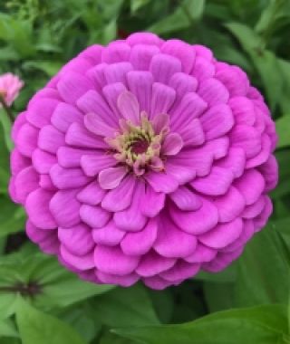 Violet Giant-Almost-Dahlias Zinnia