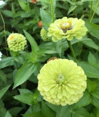 Queen Lime Zinnia