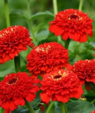 Zinderella Red Zinnia