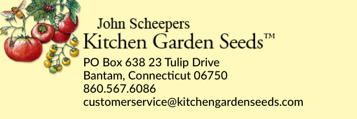 Bush Slicer Cucumber  John Scheepers Kitchen Garden Seeds