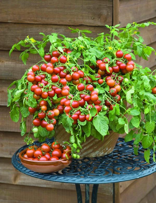 Cherry Falls Tomato | John Scheepers Kitchen Seeds